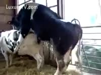 [ Animal XXX ] Cows fucking at the farm